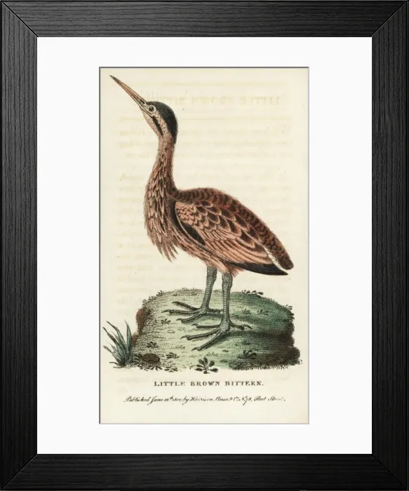 Framed Print : Little bittern, Ixobrychus minutus Framed Print : Little bittern, Ixobrychus minutus