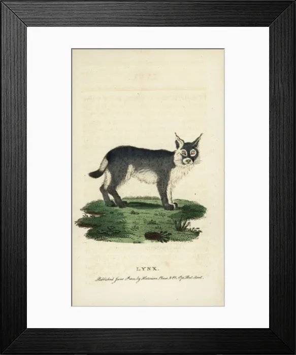 Framed Print : Eurasian lynx, Lynx lynx Framed Print : Eurasian lynx, Lynx lynx