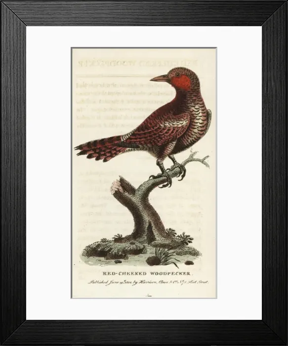 Framed Print : Waved woodpecker, Celeus undatus Framed Print : Waved woodpecker, Celeus undatus