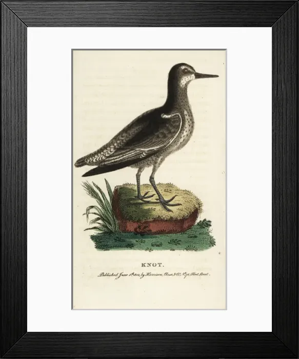 Framed Print : Knot, Calidris canutus Framed Print : Knot, Calidris canutus