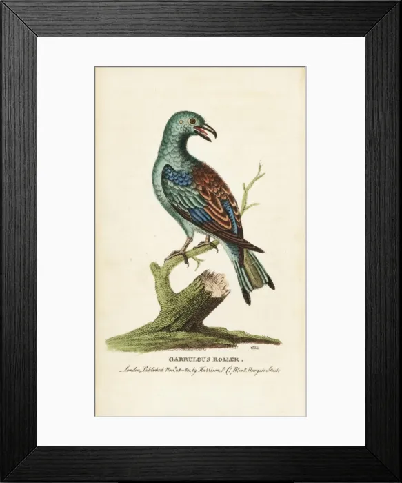 Framed Print : European or garrulous roller, Coracia garrulus Framed Print : European or garrulous roller, Coracia garrulus
