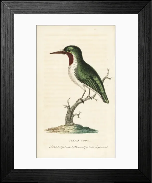 Framed Print : Jamaican or green tody, Todus todus Framed Print : Jamaican or green tody, Todus todus