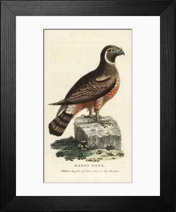 Framed Print : Northern harrier, Circus cyaneus Framed Print : Northern harrier, Circus cyaneus