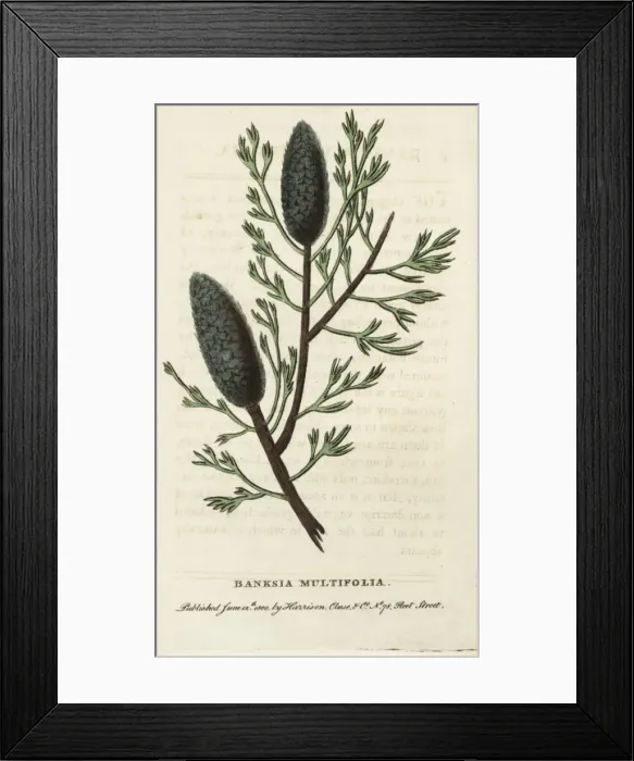 Framed Print : Banksia multifolia, unknown species of Banksia Framed Print : Banksia multifolia, unknown species of Banksia