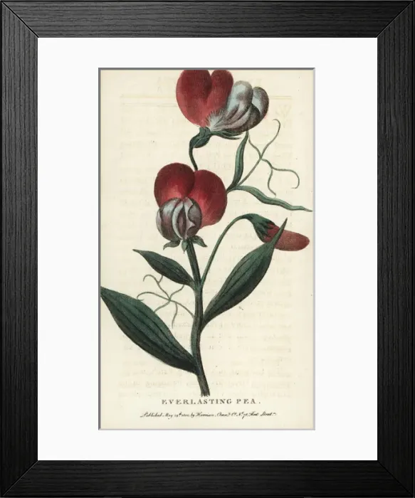 Framed Print : Everlasting pea, Lathyrus latifolia Framed Print : Everlasting pea, Lathyrus latifolia