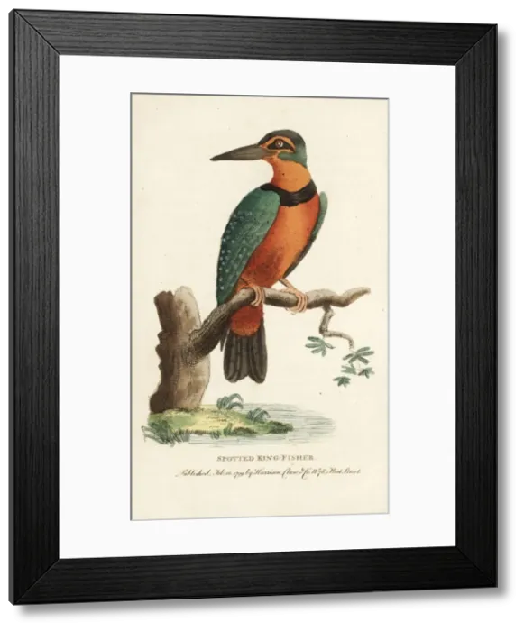 Framed Print : Spotted or Surinam kingfisher, Alcedo paradisea Framed Print : Spotted or Surinam kingfisher, Alcedo paradisea