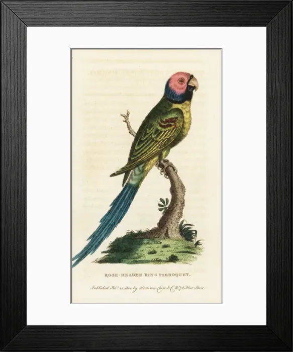 Framed Print : Blossom-headed parakeet, Psittacula roseata Framed Print : Blossom-headed parakeet, Psittacula roseata
