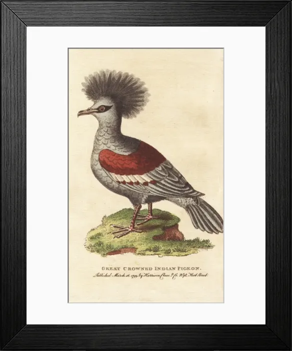 Framed Print : Western crowned pigeon, Goura coronata Framed Print : Western crowned pigeon, Goura coronata