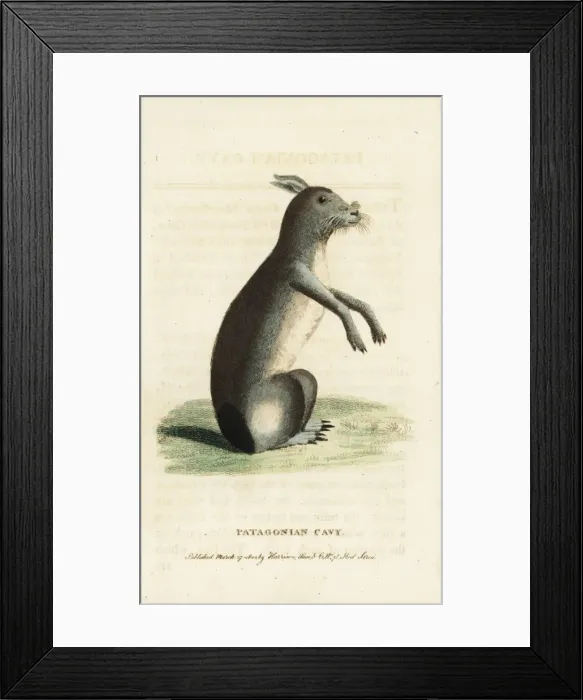 Framed Print : Patagonian mara, Dolichotis patagonum Framed Print : Patagonian mara, Dolichotis patagonum