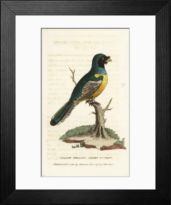 Framed Print : Black-throated trogon, Trogon rufus chrysochloros Framed Print : Black-throated trogon, Trogon rufus chrysochloros