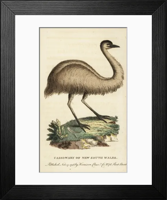 Framed Print : Juvenile cassowary of New South Wales, Casuarius casuarius Framed Print : Juvenile cassowary of New South Wales, Casuarius casuarius