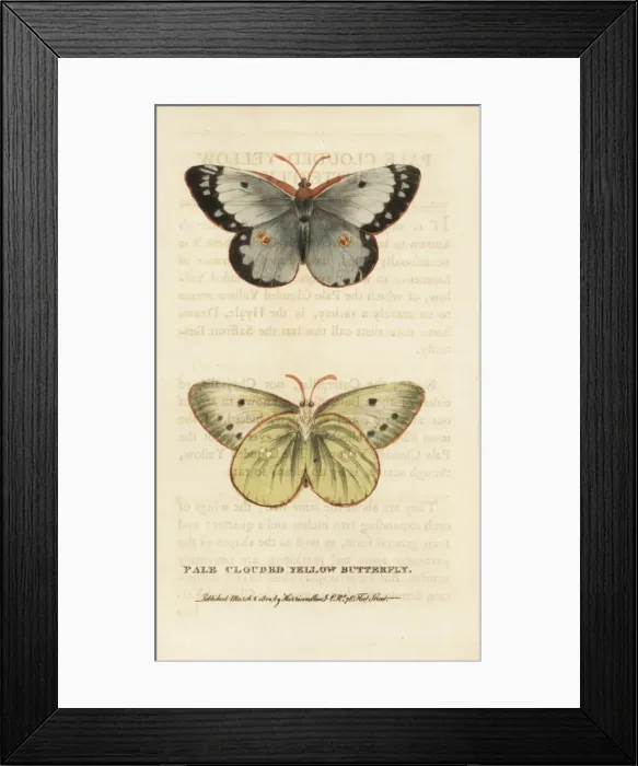 Framed Print : Pale clouded yellow butterfly, Colias hyale Framed Print : Pale clouded yellow butterfly, Colias hyale