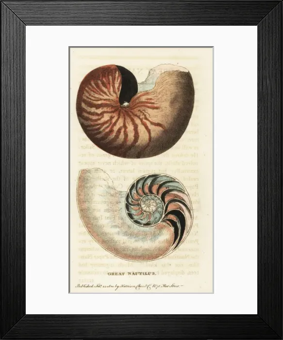 Framed Print : Chambered nautilus, Nautilus pompilius Framed Print : Chambered nautilus, Nautilus pompilius