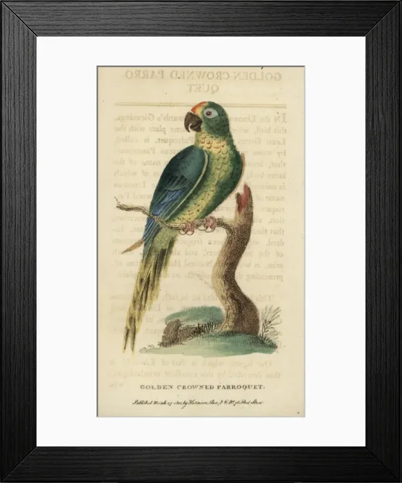 Framed Print : Peach-fronted parakeet, Aratinga aurea Framed Print : Peach-fronted parakeet, Aratinga aurea