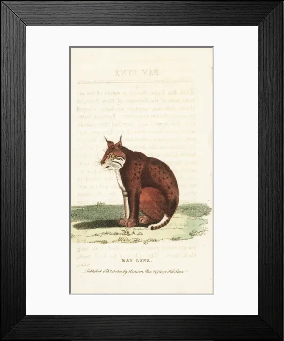 Framed Print : Bobcat, Lynx rufus Framed Print : Bobcat, Lynx rufus
