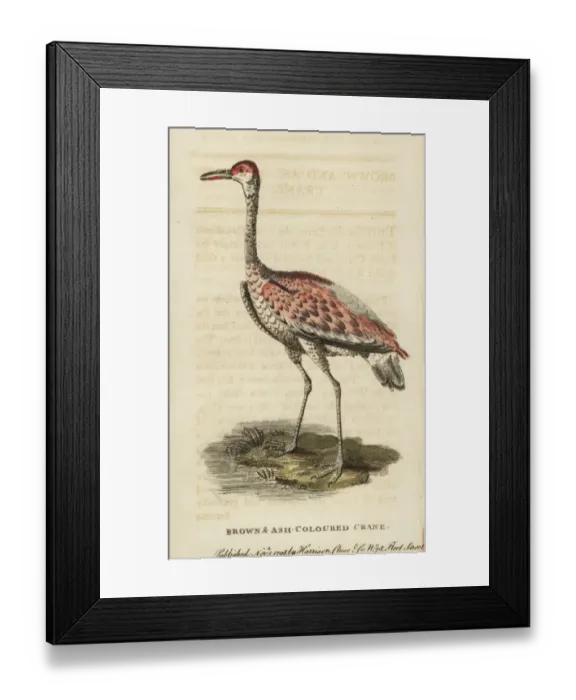 Framed Print : Sandhill crane, Grus canadensis Framed Print : Sandhill crane, Grus canadensis