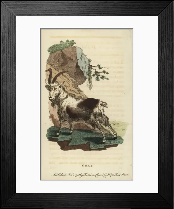 Framed Print : Goat, Capra aegagrus Framed Print : Goat, Capra aegagrus