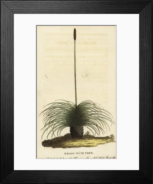 Framed Print : Grass gum tree of Australia Framed Print : Grass gum tree of Australia