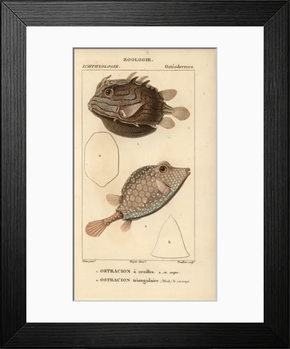 Framed Print : Shaw's cowfish, Arcana aurita, and triangular Framed Print : Shaw's cowfish, Arcana aurita, and triangular
