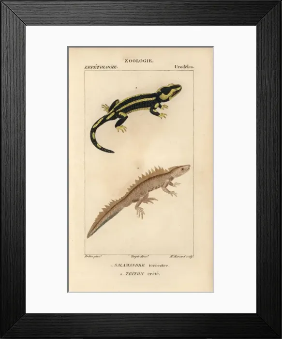 Framed Print : Fire salamander, Salamandra salamandra Framed Print : Fire salamander, Salamandra salamandra