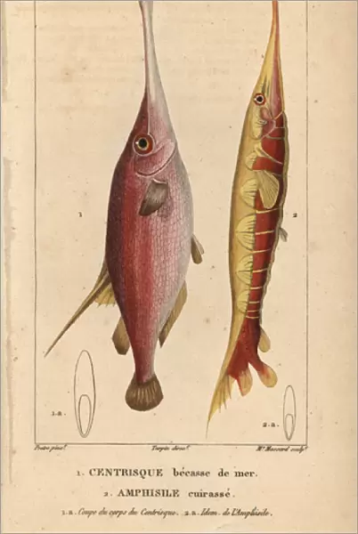 Snipe or trumpet fish, Macroramphosus scolopax