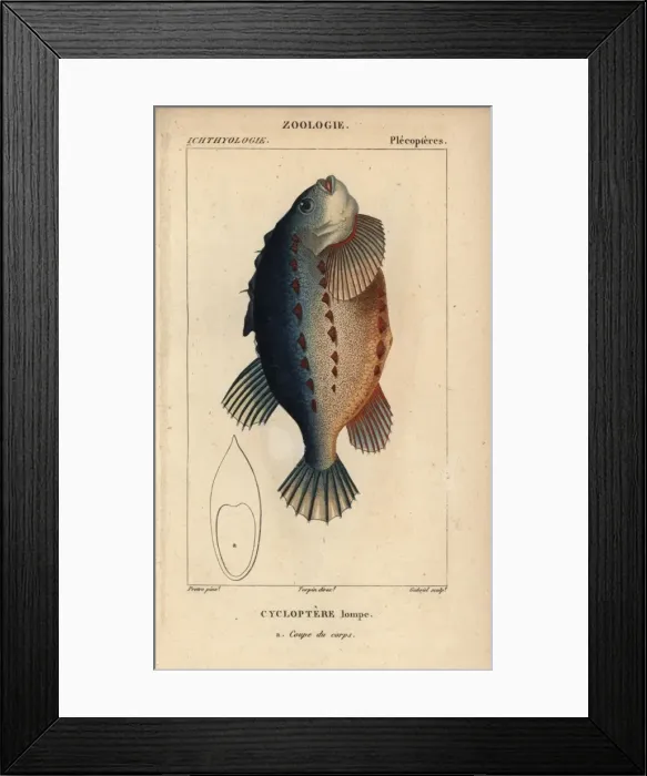 Framed Print : Lumpfish or lumpsucker, Cyclopterus lumpus Framed Print : Lumpfish or lumpsucker, Cyclopterus lumpus