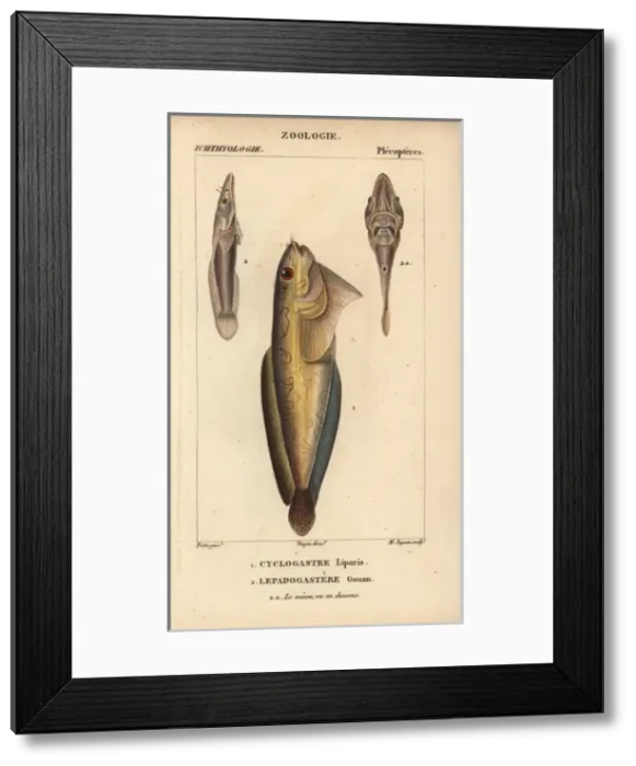 Framed Print : Snailfish, Cyclogasterus liparis, and clingfish Framed Print : Snailfish, Cyclogasterus liparis, and clingfish