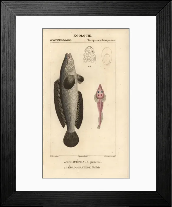 Framed Print : Indian murrel, Channa punctata, and clingfish Framed Print : Indian murrel, Channa punctata, and clingfish