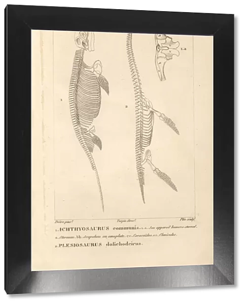 Skeleton of Ichthyosaurus communis (fish lizard)