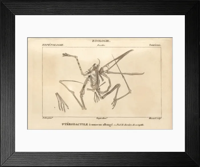 Framed Print : Skeleton of a Pterodactylus, an extinct carnivorous Framed Print : Skeleton of a Pterodactylus, an extinct carnivorous