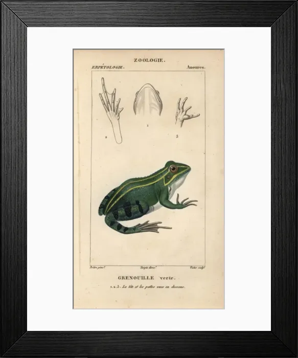 Framed Print : Green or edible frog, Pelophylax kl esculentus Framed Print : Green or edible frog, Pelophylax kl esculentus
