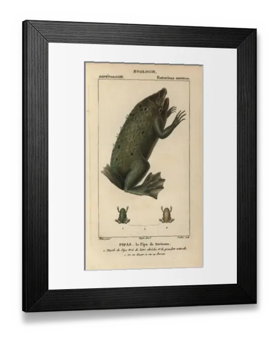 Framed Print : Surinam toad, Pipa pipa Framed Print : Surinam toad, Pipa pipa