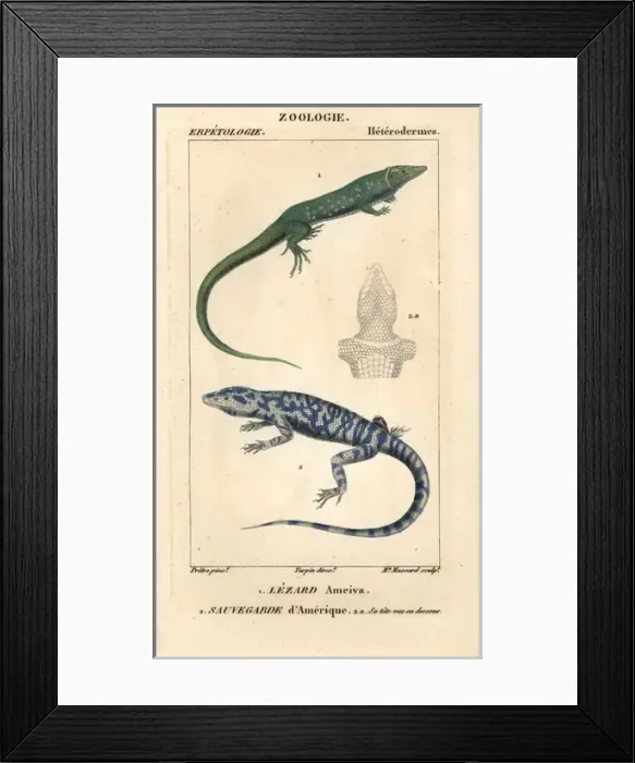 Framed Print : Jungle-runner, Ameiva ameiva, and tegu, Tupinambis teguixin Framed Print : Jungle-runner, Ameiva ameiva, and tegu, Tupinambis teguixin
