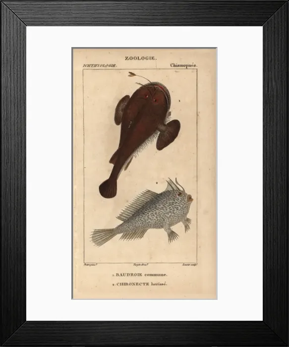 Framed Print : Anglerfish, Lophius piscatorius, and spotted Framed Print : Anglerfish, Lophius piscatorius, and spotted