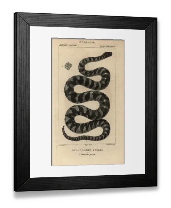 Framed Print : Little filesnake, Acrochordus granulatus Framed Print : Little filesnake, Acrochordus granulatus