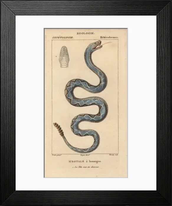 Framed Print : Eastern diamondback rattlesnake, Crotalus adamanteus Framed Print : Eastern diamondback rattlesnake, Crotalus adamanteus