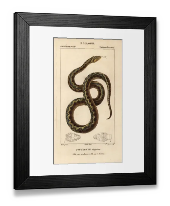 Framed Print : Viperine water snake, Natrix maura Framed Print : Viperine water snake, Natrix maura