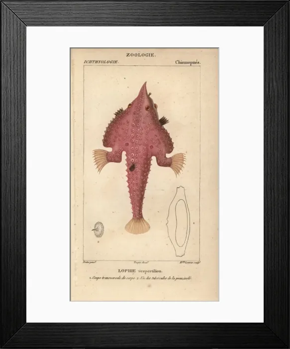 Framed Print : Monkfish, Lophius americanus Framed Print : Monkfish, Lophius americanus