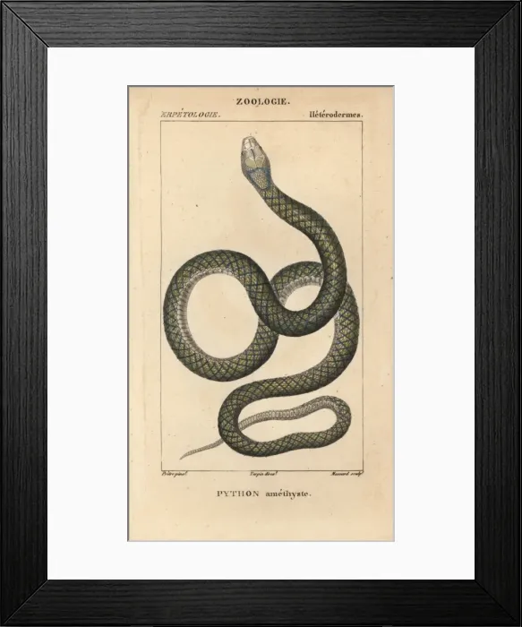 Framed Print : Amethystine or scrub python, Morelia amethistina Framed Print : Amethystine or scrub python, Morelia amethistina