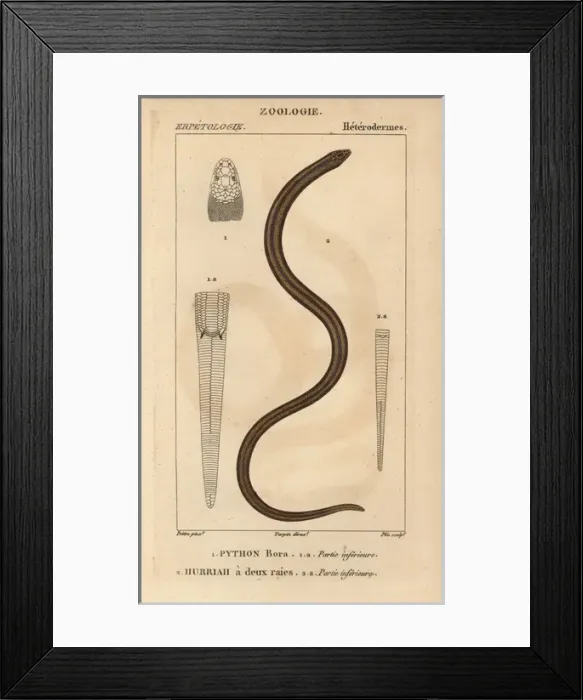 Framed Print : Indian python, Python molurus, and New Guinea Framed Print : Indian python, Python molurus, and New Guinea