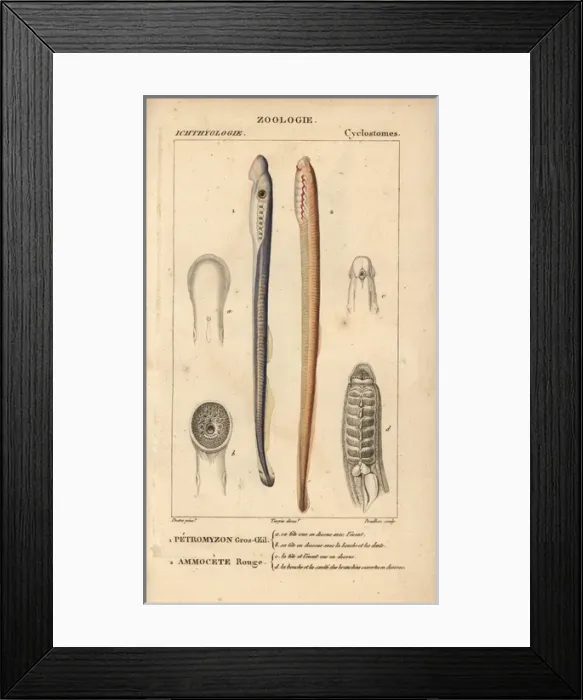 Framed Print : Big-eyed lamprey and red lamprey Framed Print : Big-eyed lamprey and red lamprey