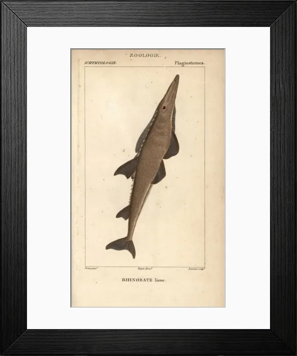 Framed Print : Guitarfish, shovelnose, Rhinobatos typus Framed Print : Guitarfish, shovelnose, Rhinobatos typus