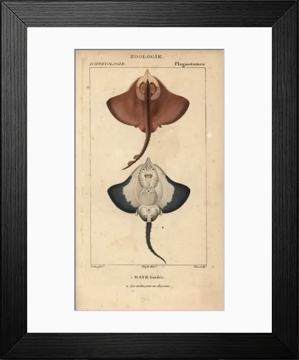 Framed Print : Ray species, Batoidea or Platyrhina? Framed Print : Ray species, Batoidea or Platyrhina?