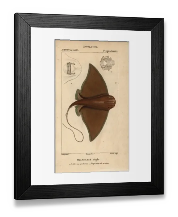 Framed Print : Eagle ray, Myliobatis aquila Framed Print : Eagle ray, Myliobatis aquila