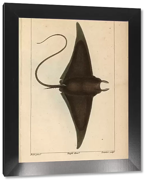 Devil fish or giant devil ray, Mobula mobular