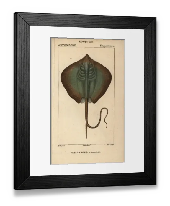 Framed Print : Common stingray, Dasyatis pastinaca Framed Print : Common stingray, Dasyatis pastinaca