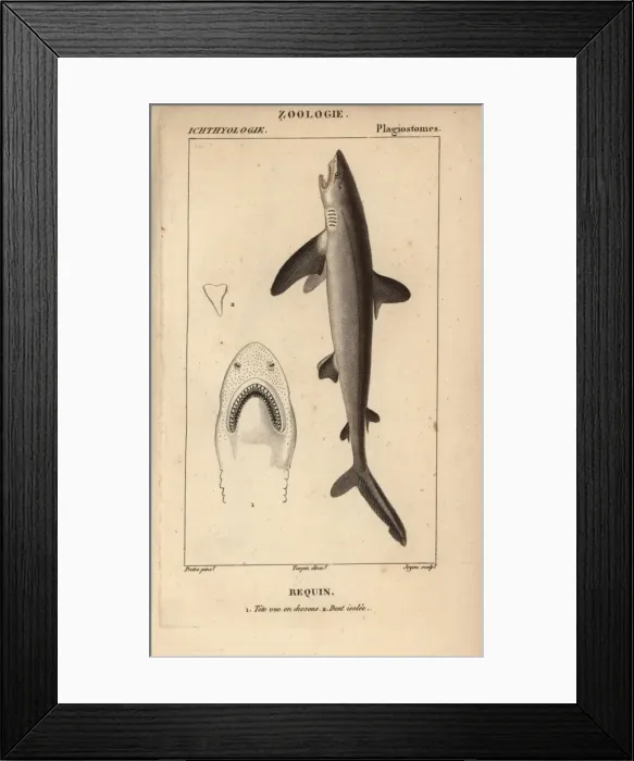 Framed Print : Shark, Selachimorpha Framed Print : Shark, Selachimorpha