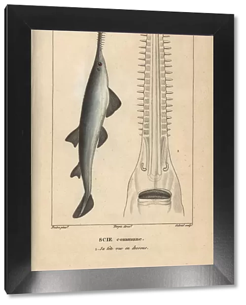 Sawfish or carpenter shark, Pristis pristis