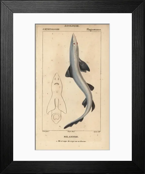 Framed Print : Soupfin or school shark, Galeorhinus galeus Framed Print : Soupfin or school shark, Galeorhinus galeus