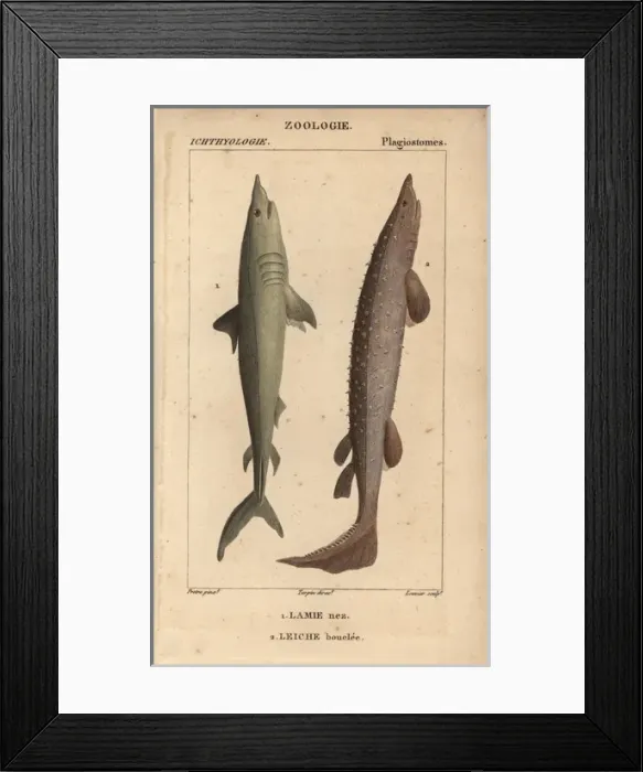 Framed Print : Porbeagle, Lamna nasus, and spiny dogfish Framed Print : Porbeagle, Lamna nasus, and spiny dogfish